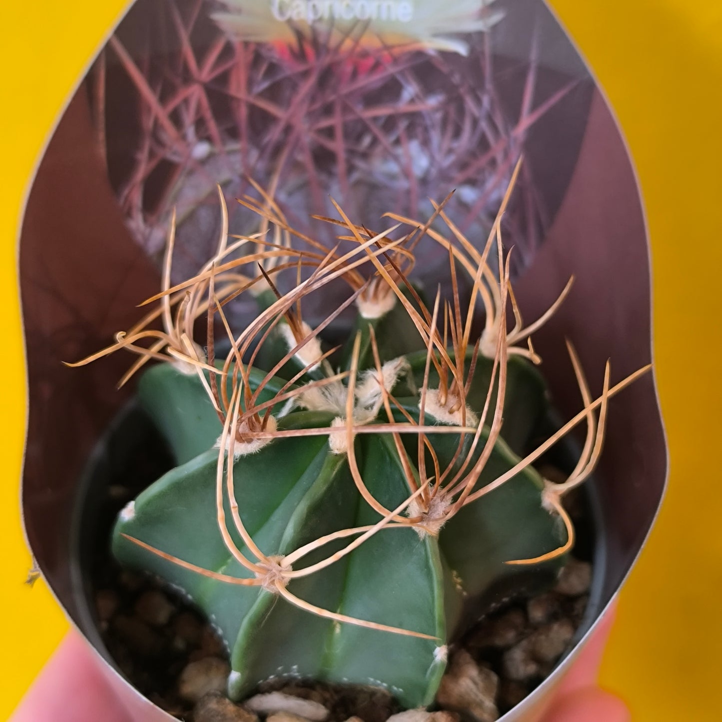 Goats Horn Cactus (Astrophytum capricorne)