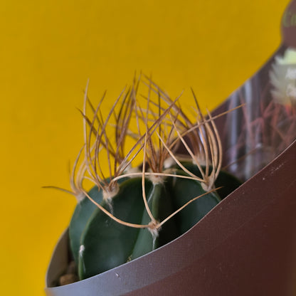 Goats Horn Cactus (Astrophytum capricorne)