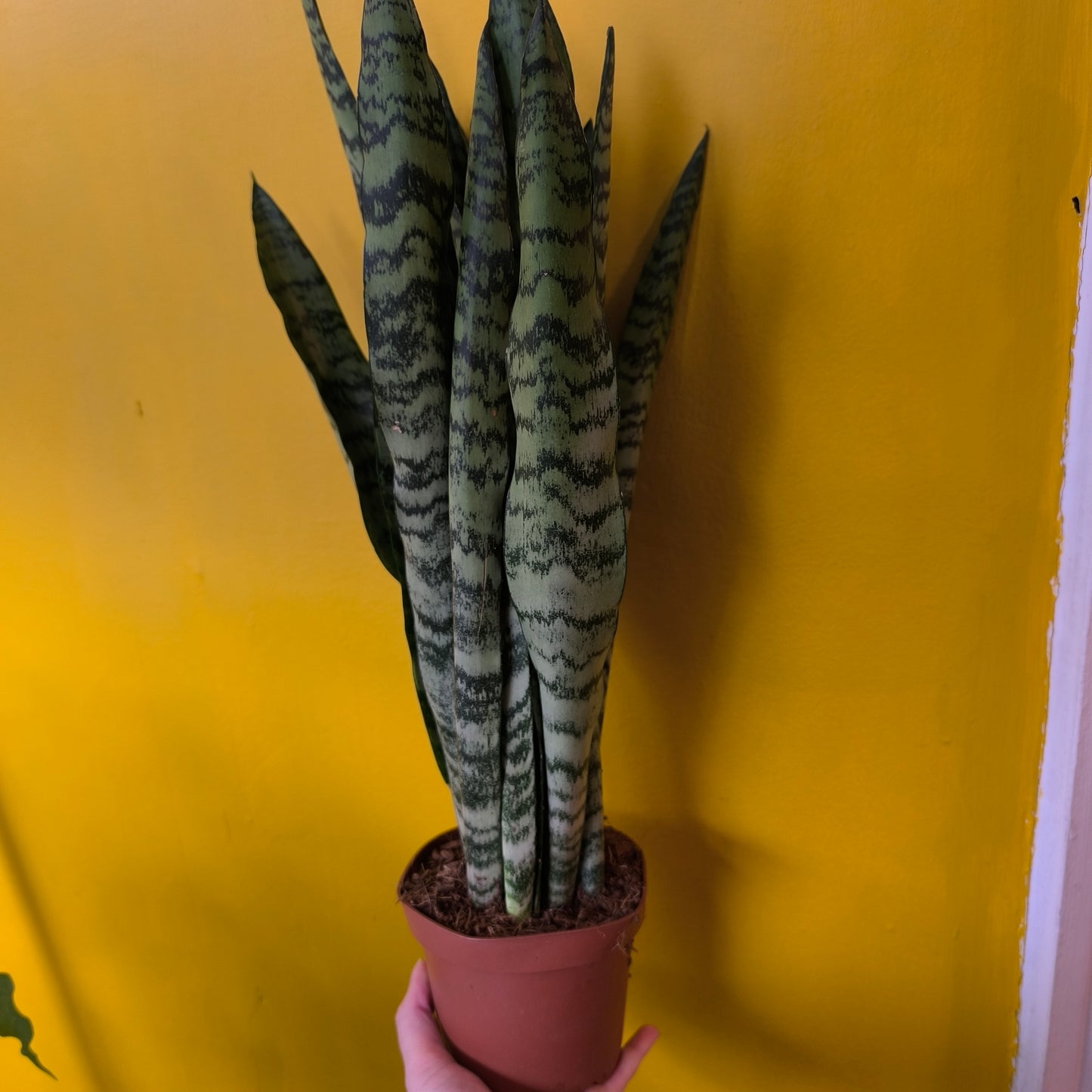 Snake Plants - Medium