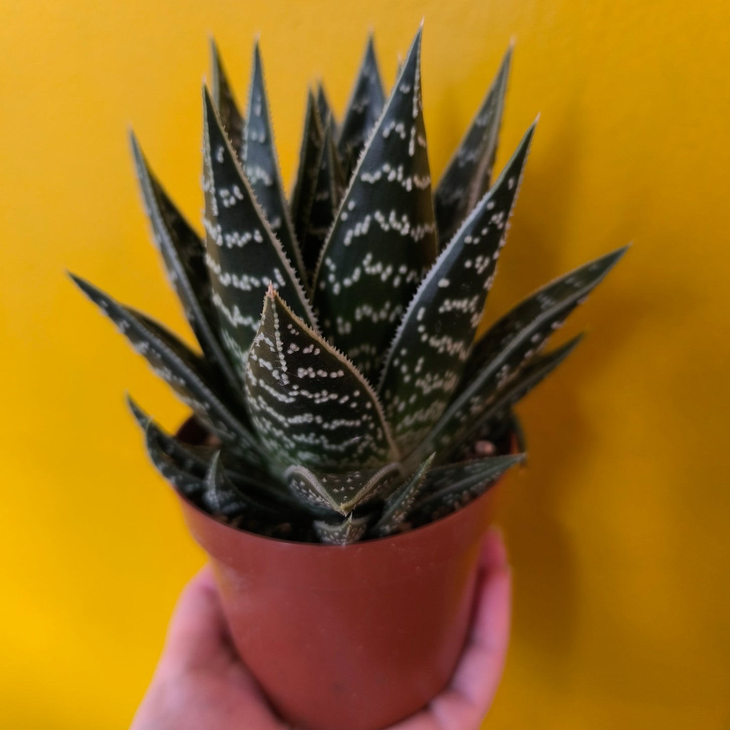 Aloe Tiki Tahi - Small