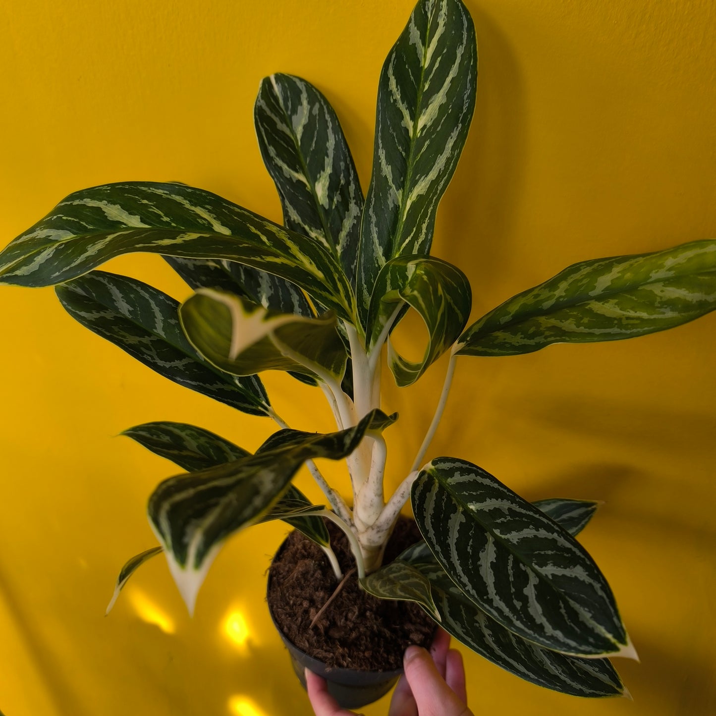 Chinese Evergreen Mix