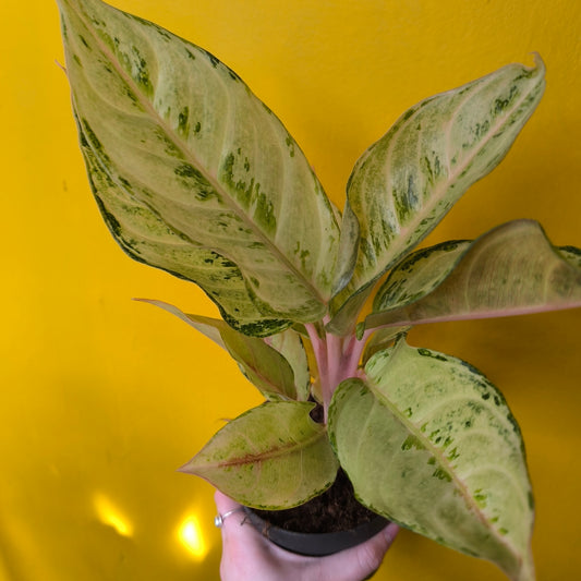 Chinese Evergreen Mix