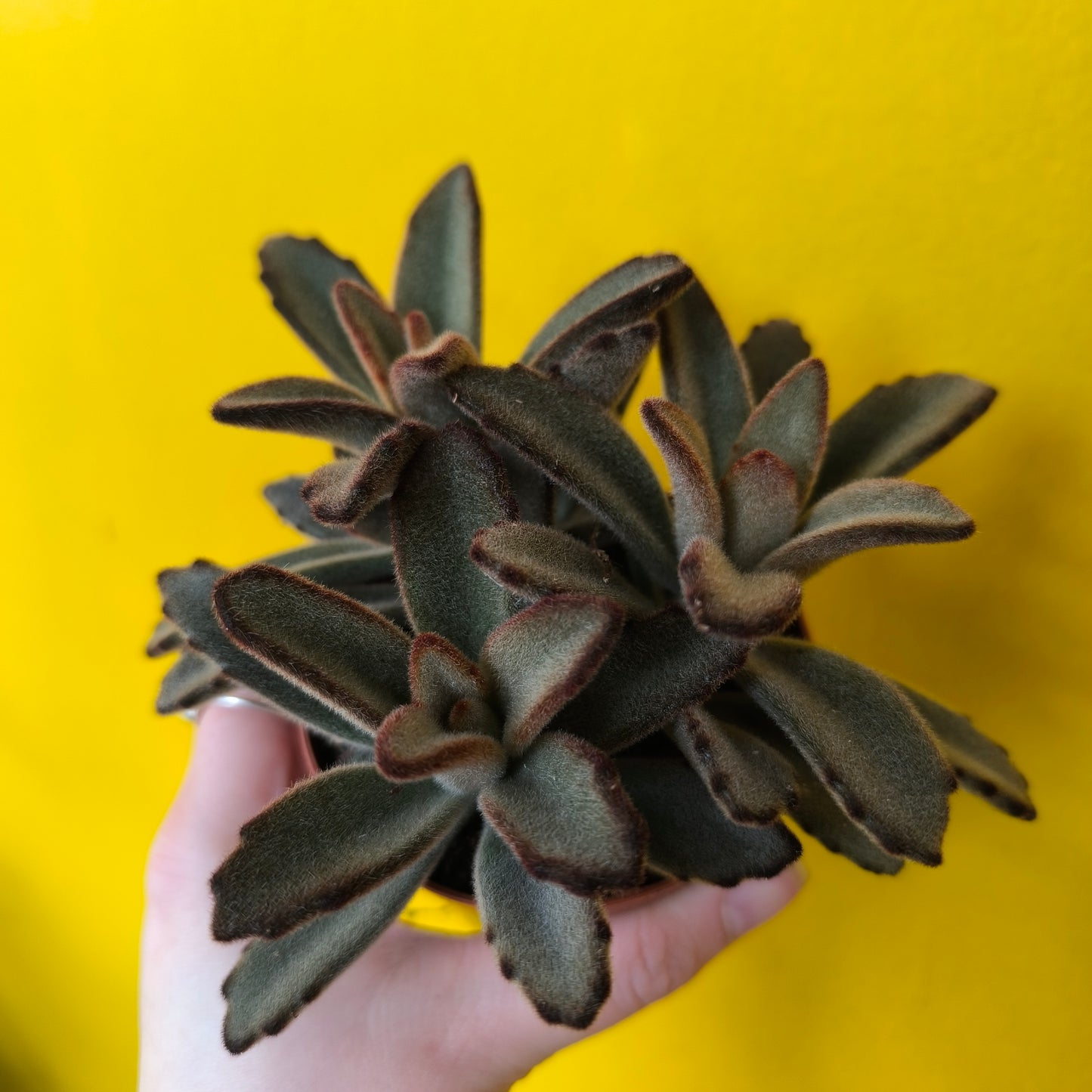 Kalanchoe Kittens Ears