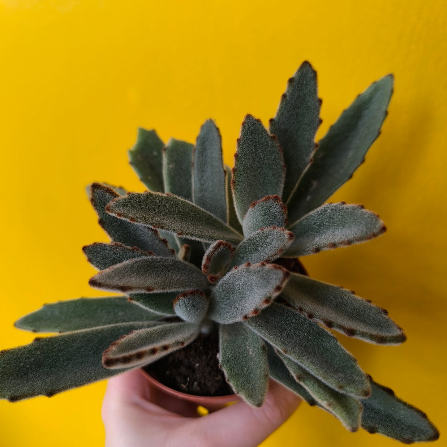 Kalanchoe Kittens Ears