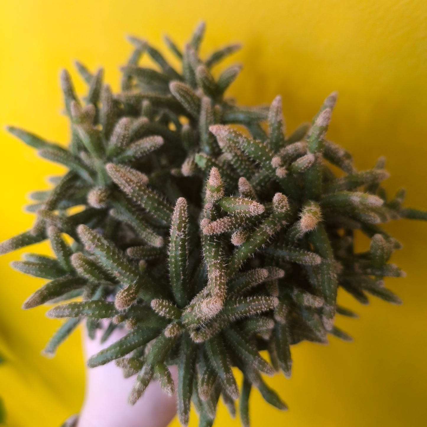 Mistletoe Cactus - Medium Mix