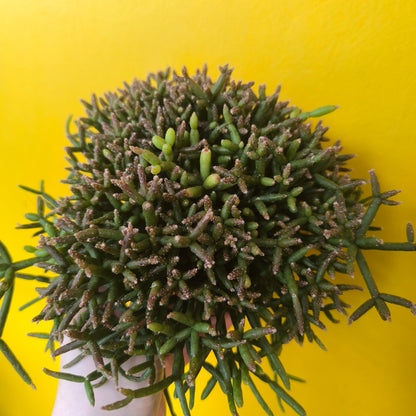 Mistletoe Cactus - Medium Mix