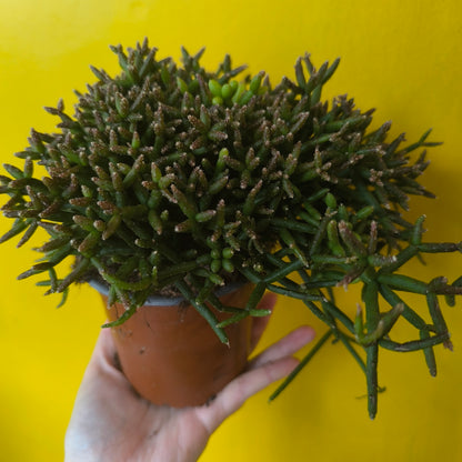 Mistletoe Cactus - Medium Mix