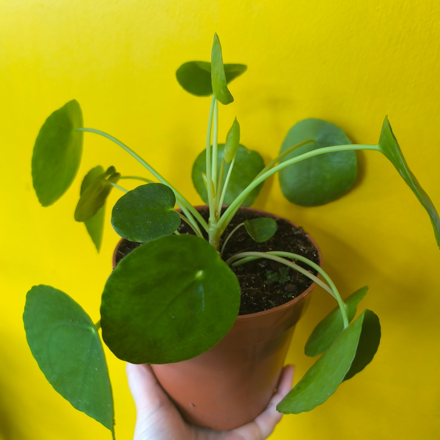 Chinese Money Plant