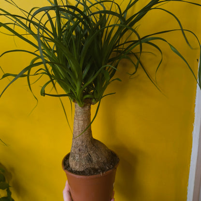 Elephant Foot/Ponytail Palm