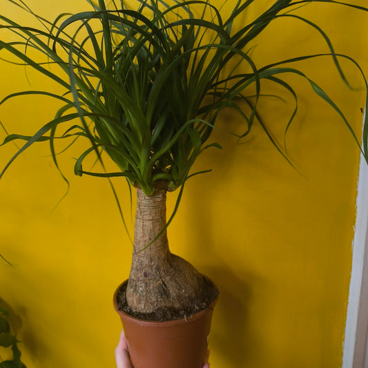 Elephant Foot/Ponytail Palm