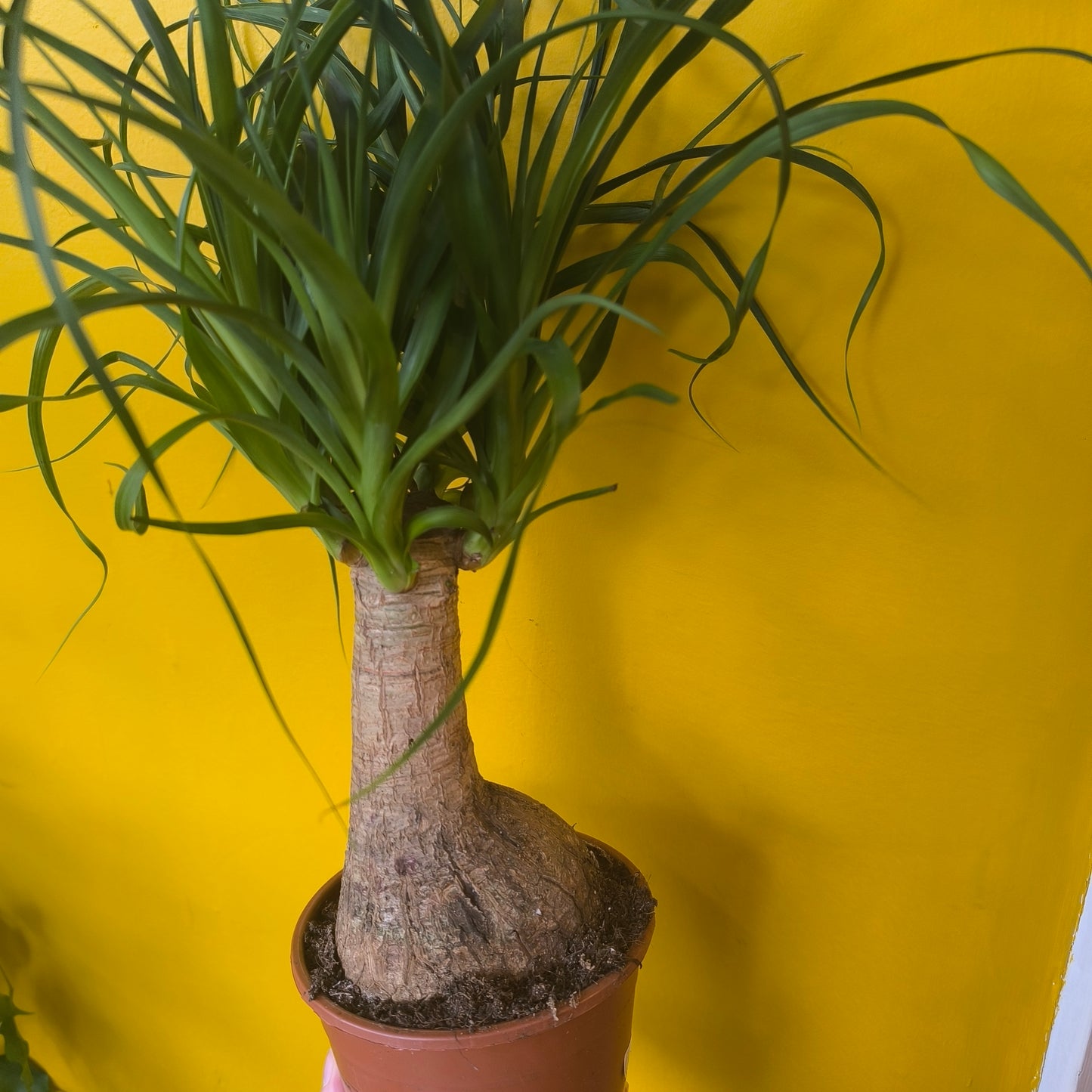 Elephant Foot/Ponytail Palm