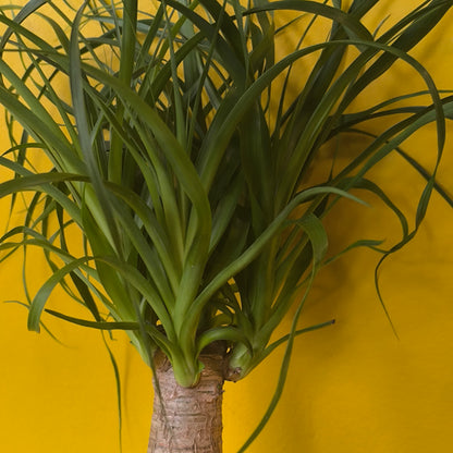 Elephant Foot/Ponytail Palm