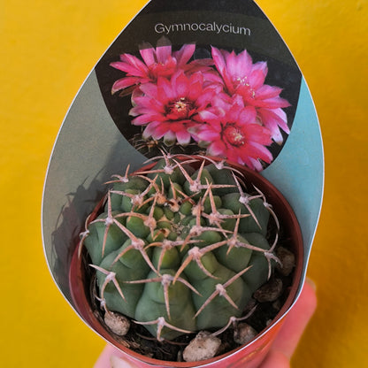 Cacti/Succulent Mix- Small