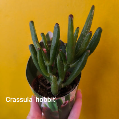 Cacti/Succulent Mix- Small