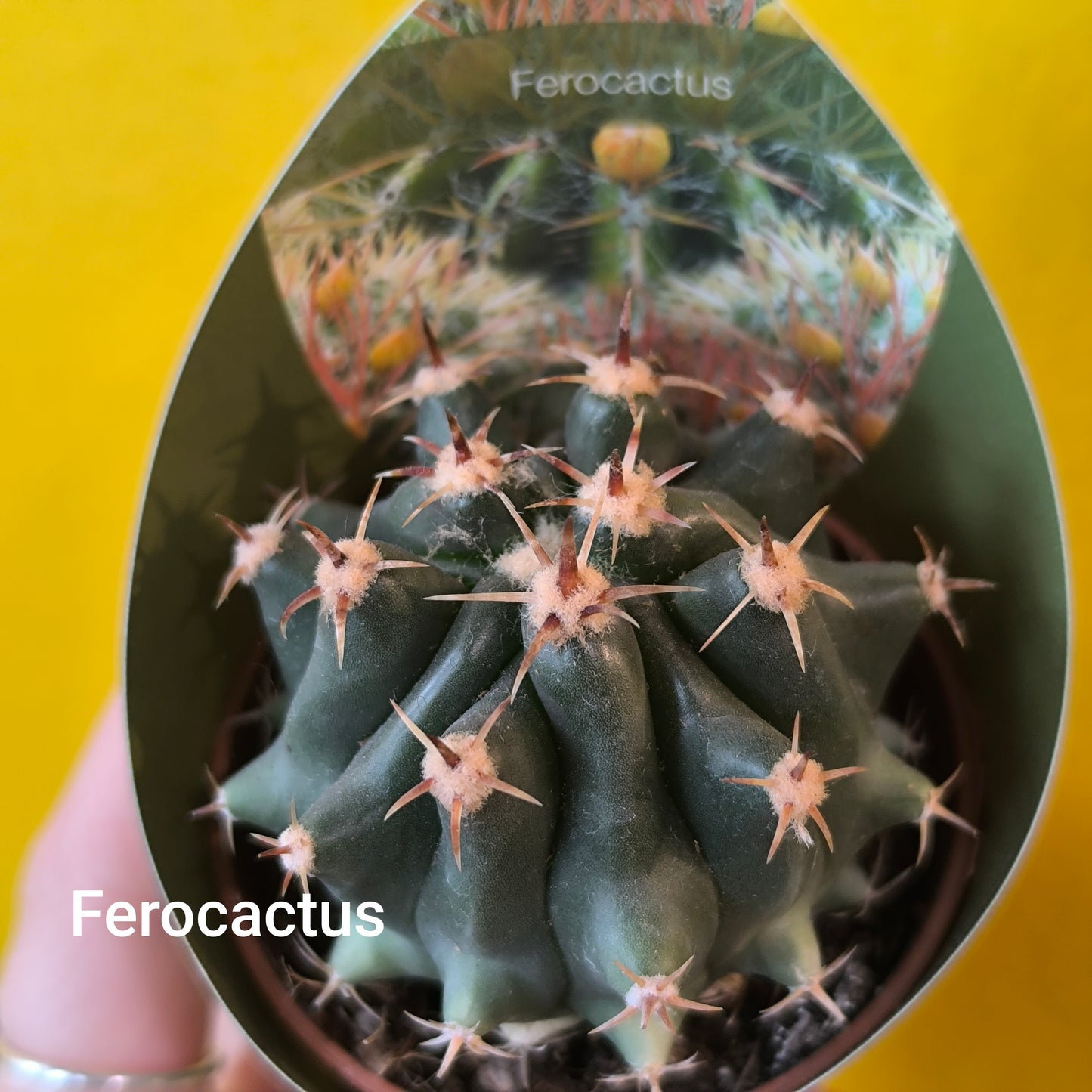 Cacti/Succulent Mix- Small