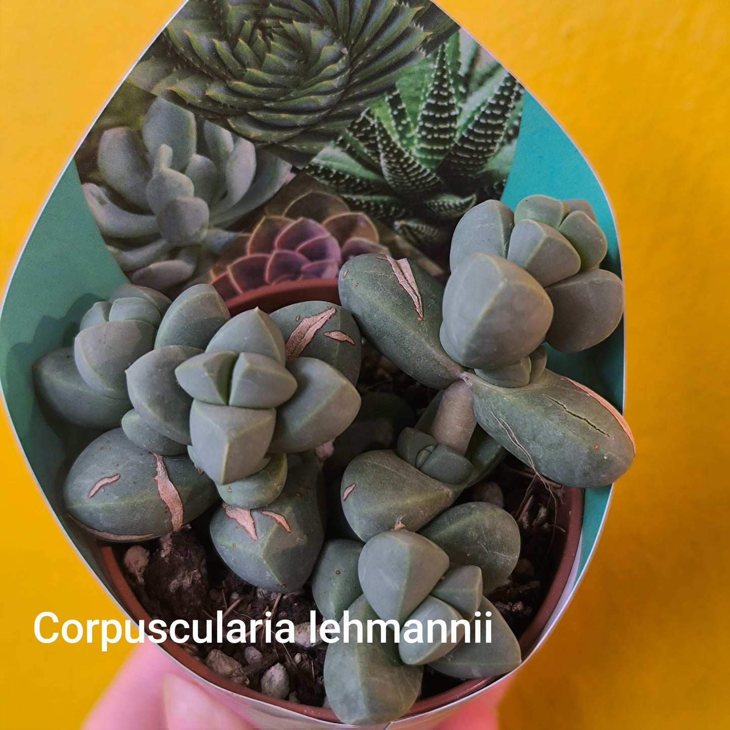 Cacti/Succulent Mix- Small