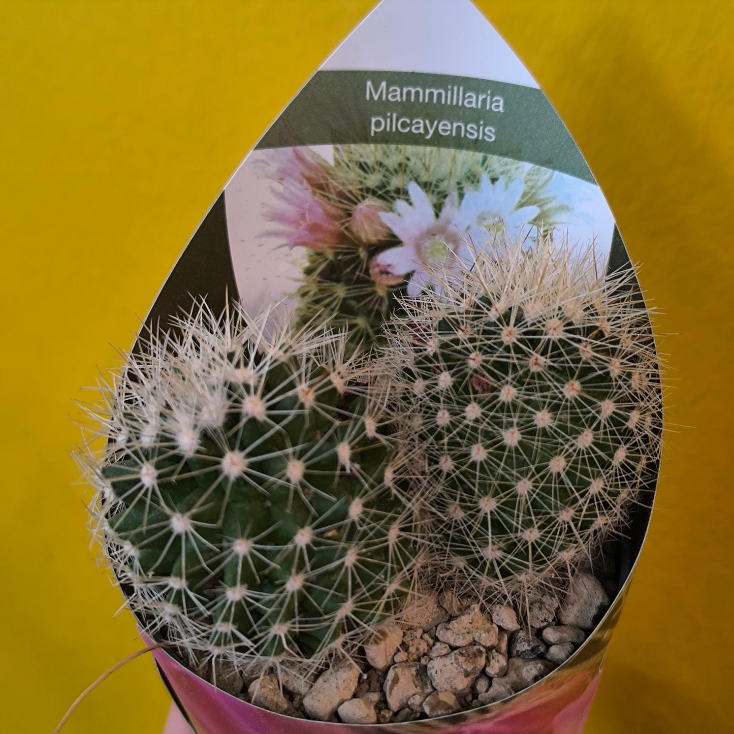 Cacti/Succulent Mix- Medium