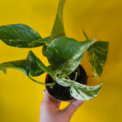 Pothos Marble Queen - Small