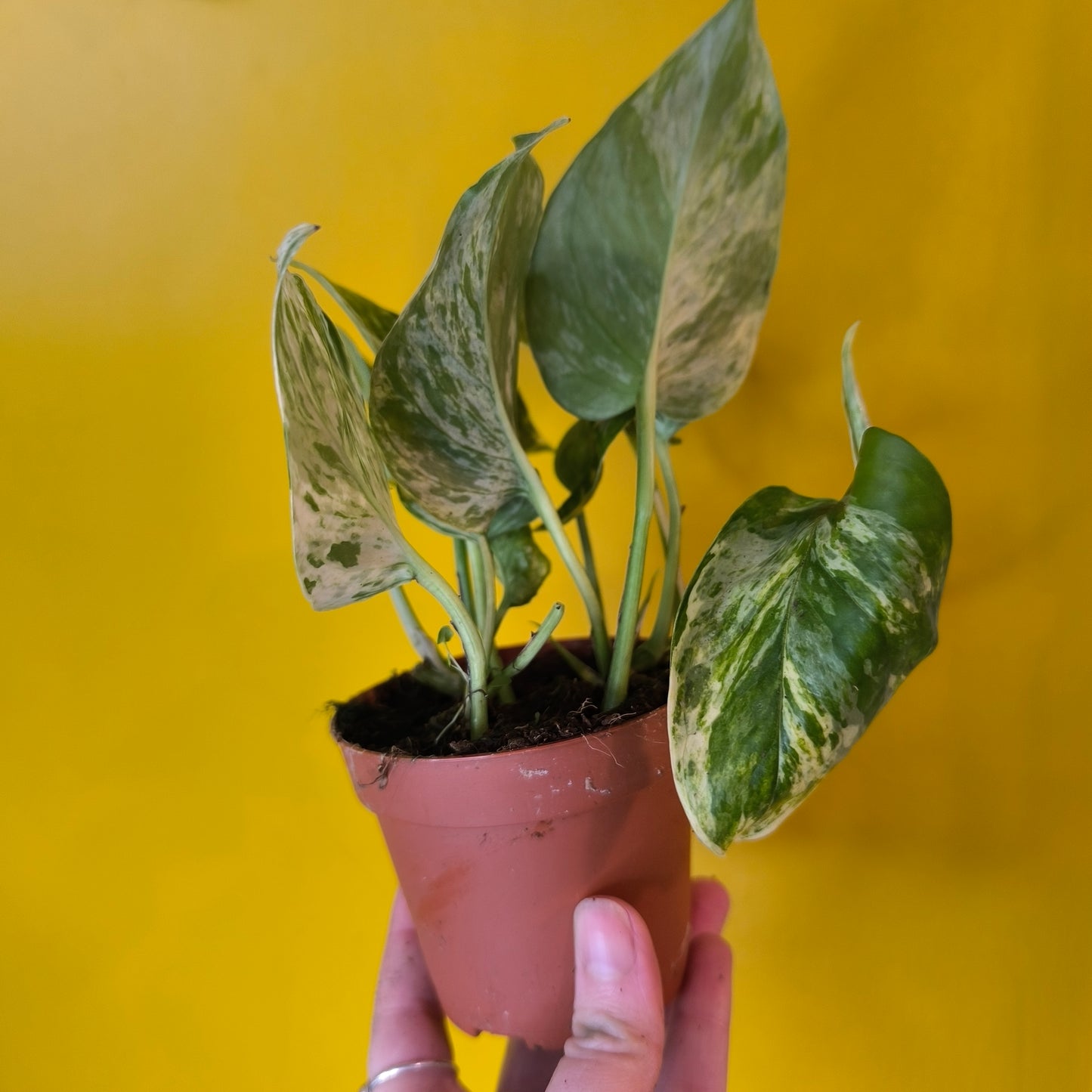 Pothos Marble Queen - Small