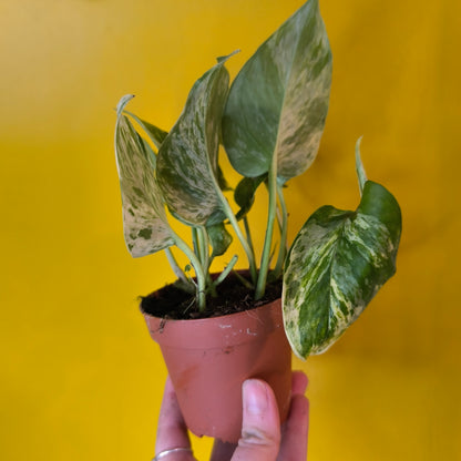 Pothos Marble Queen - Small