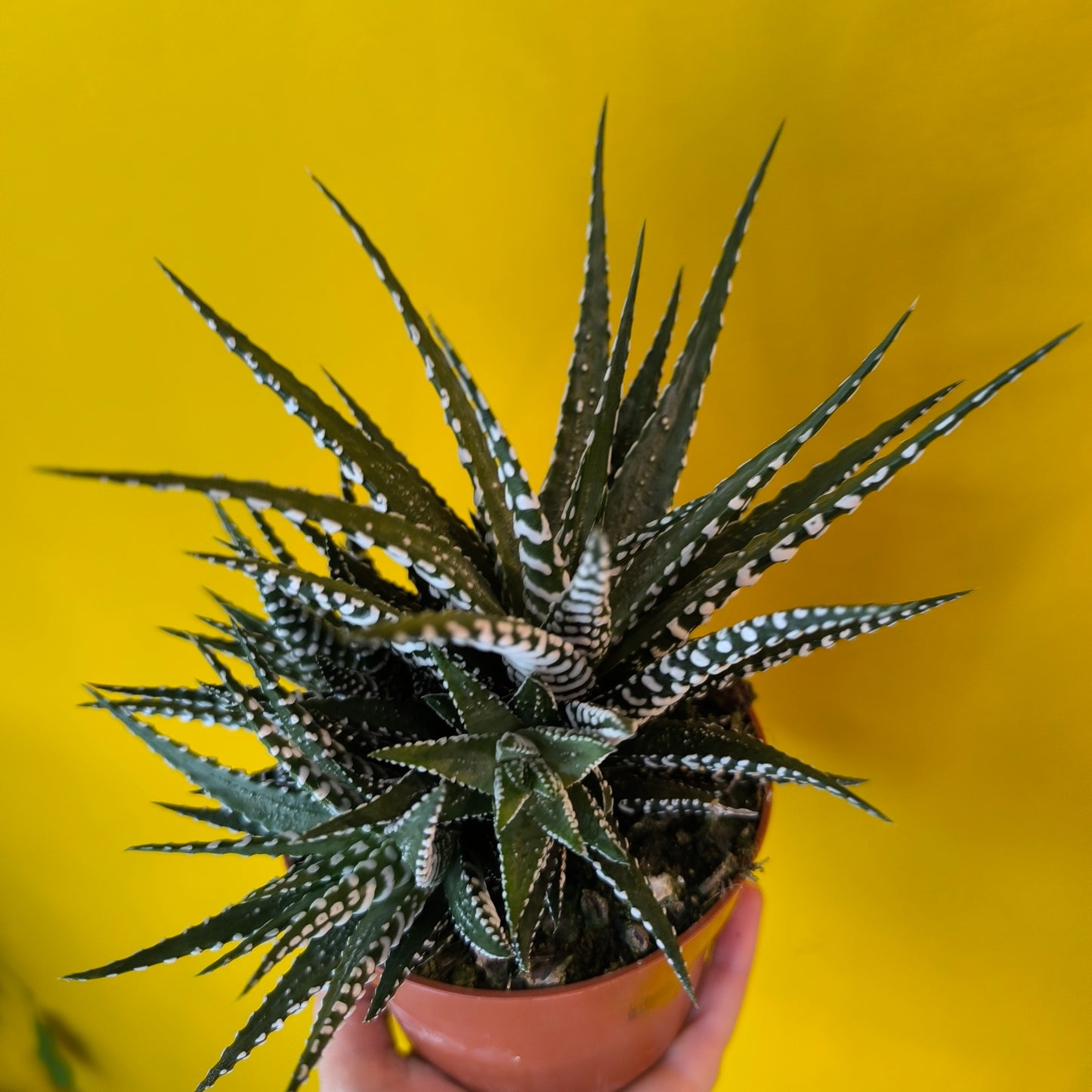 Zebra Cactus - Large