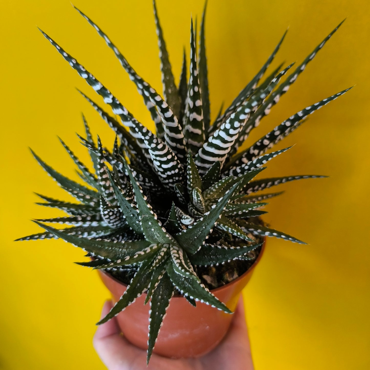 Zebra Cactus - Large