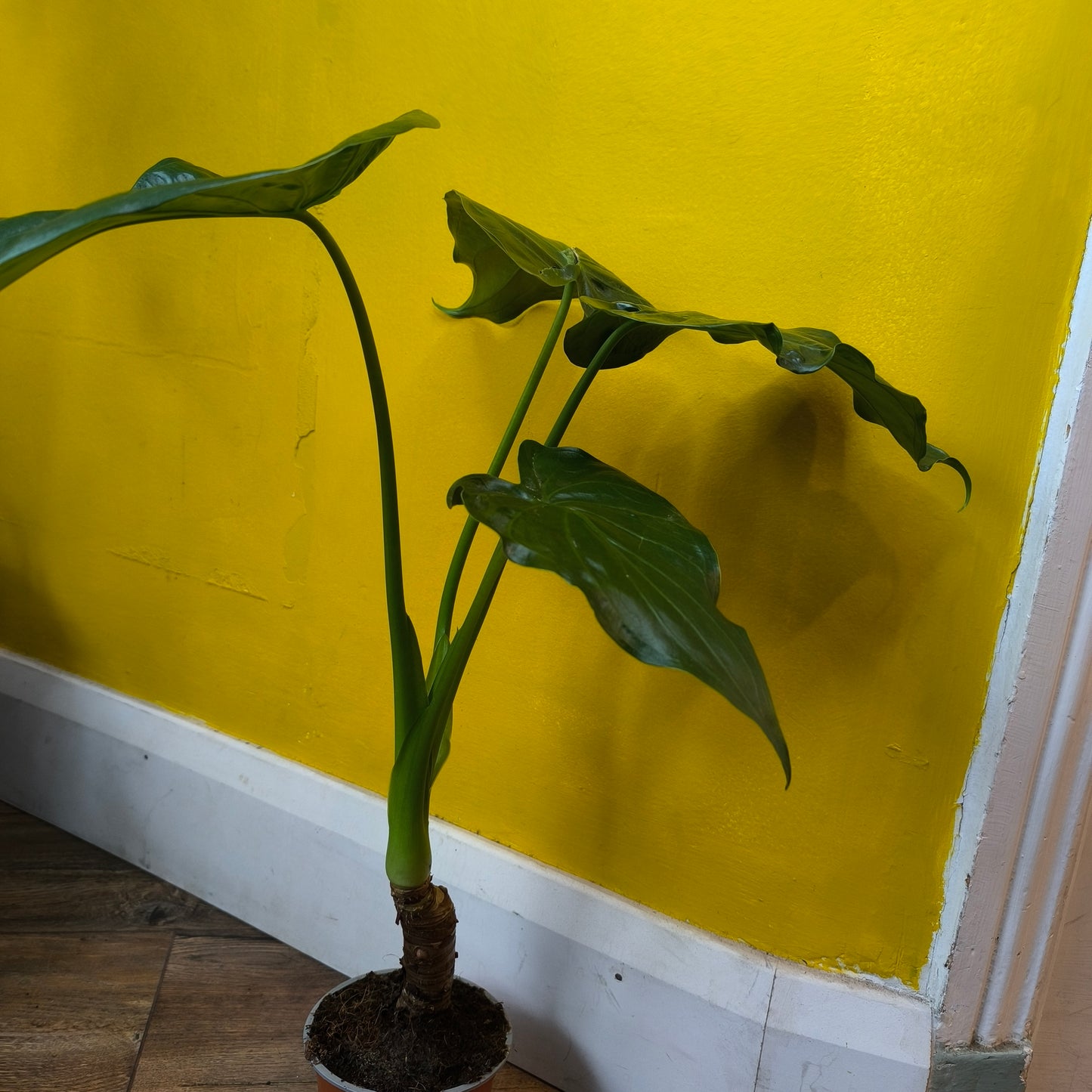 Alocasia 'Buddha's Palm'- Large