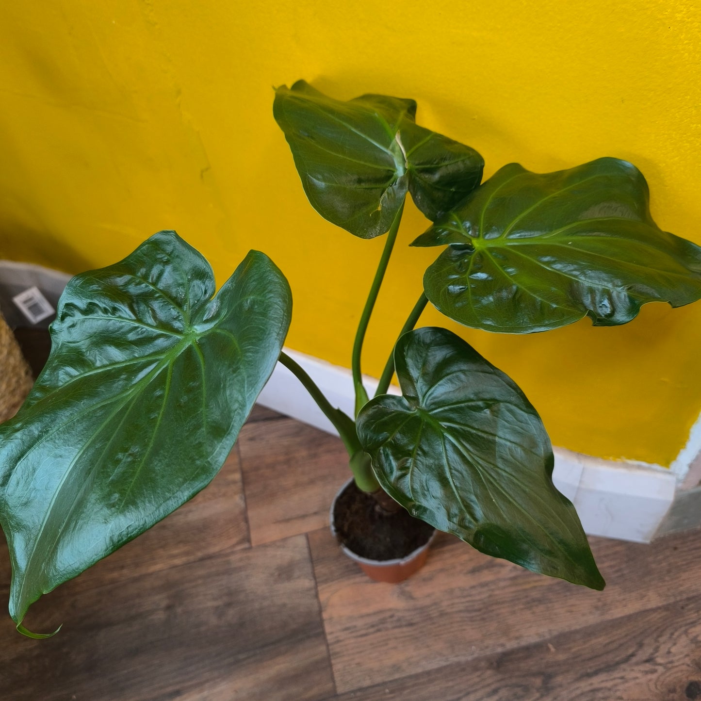 Alocasia 'Buddha's Palm'- Large