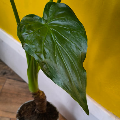 Alocasia 'Buddha's Palm'- Large