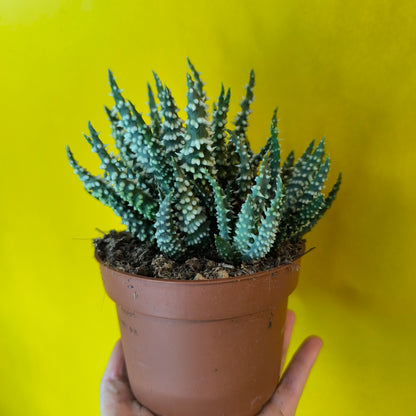 Aloe humilis `shark`- Small