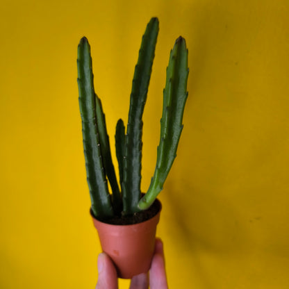 Stapelia `Starfish` Cactus