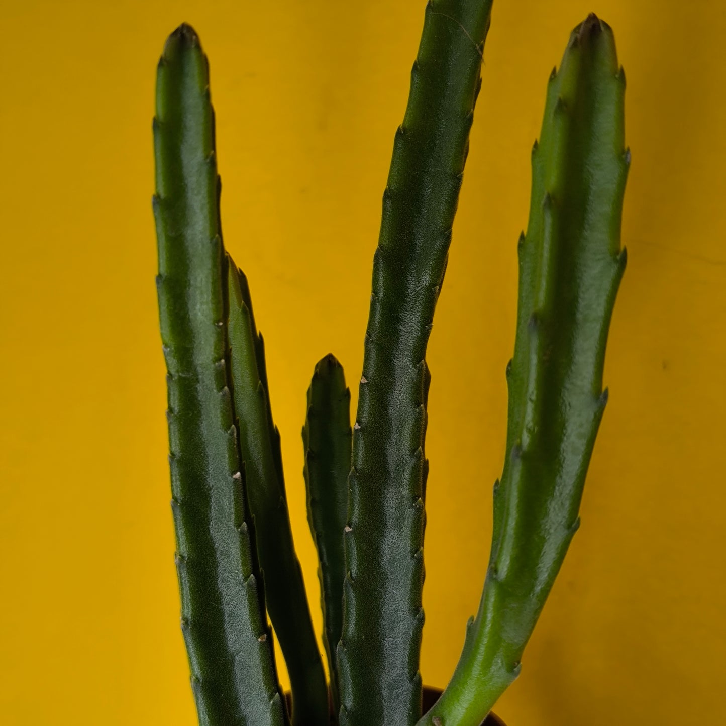 Stapelia `Starfish` Cactus