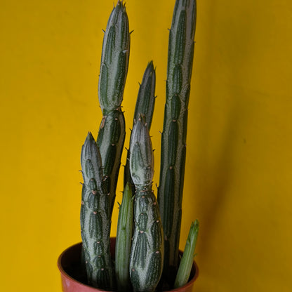 Stapelia `Starfish` Cactus