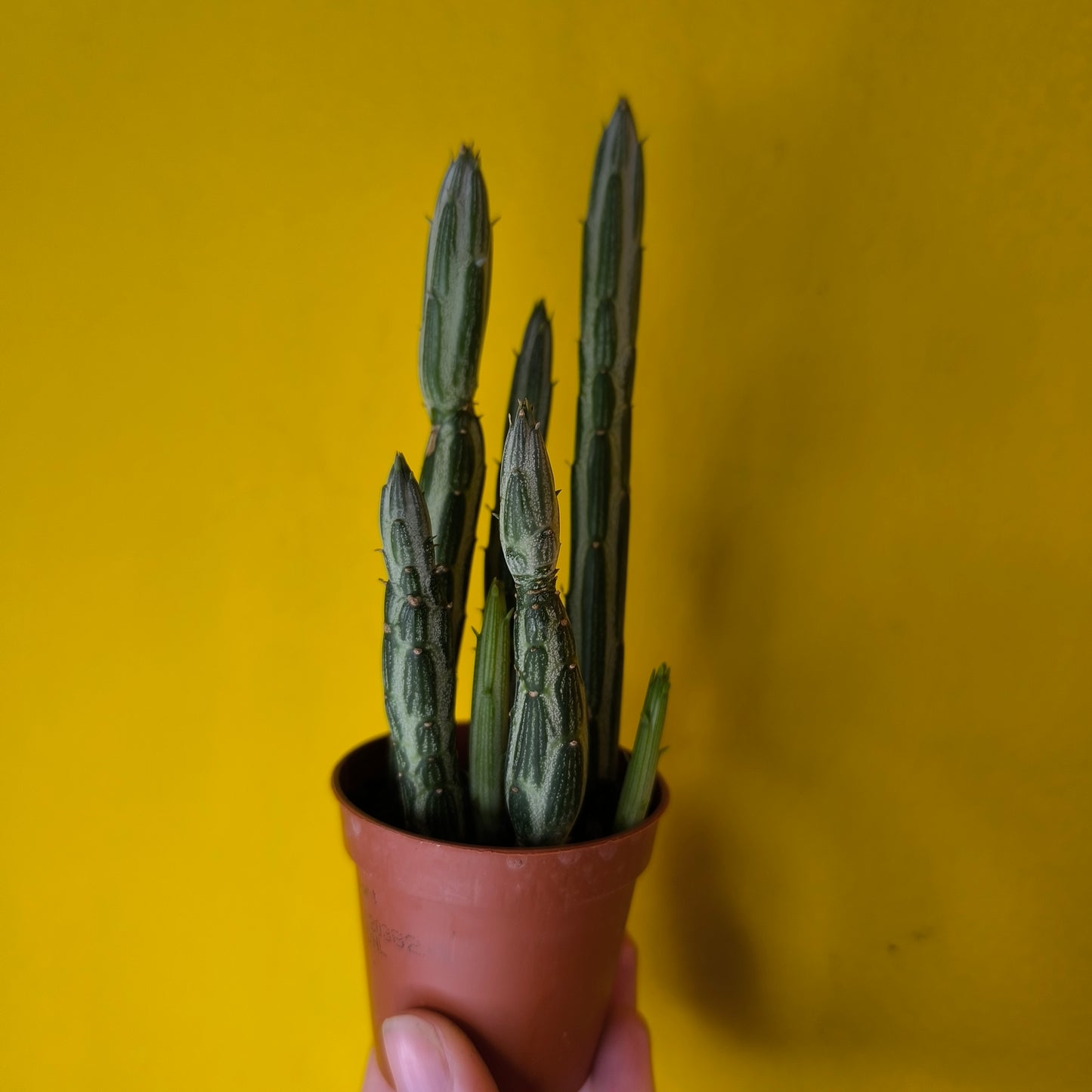 Stapelia `Starfish` Cactus