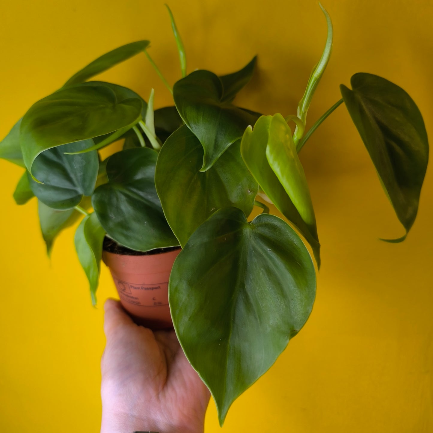 Philodendron Heartleaf - Small