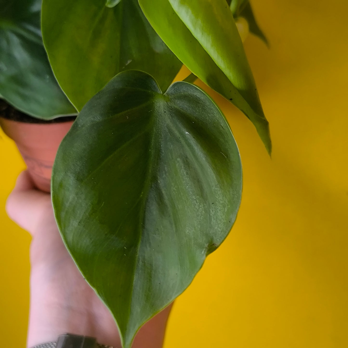 Philodendron Heartleaf - Small