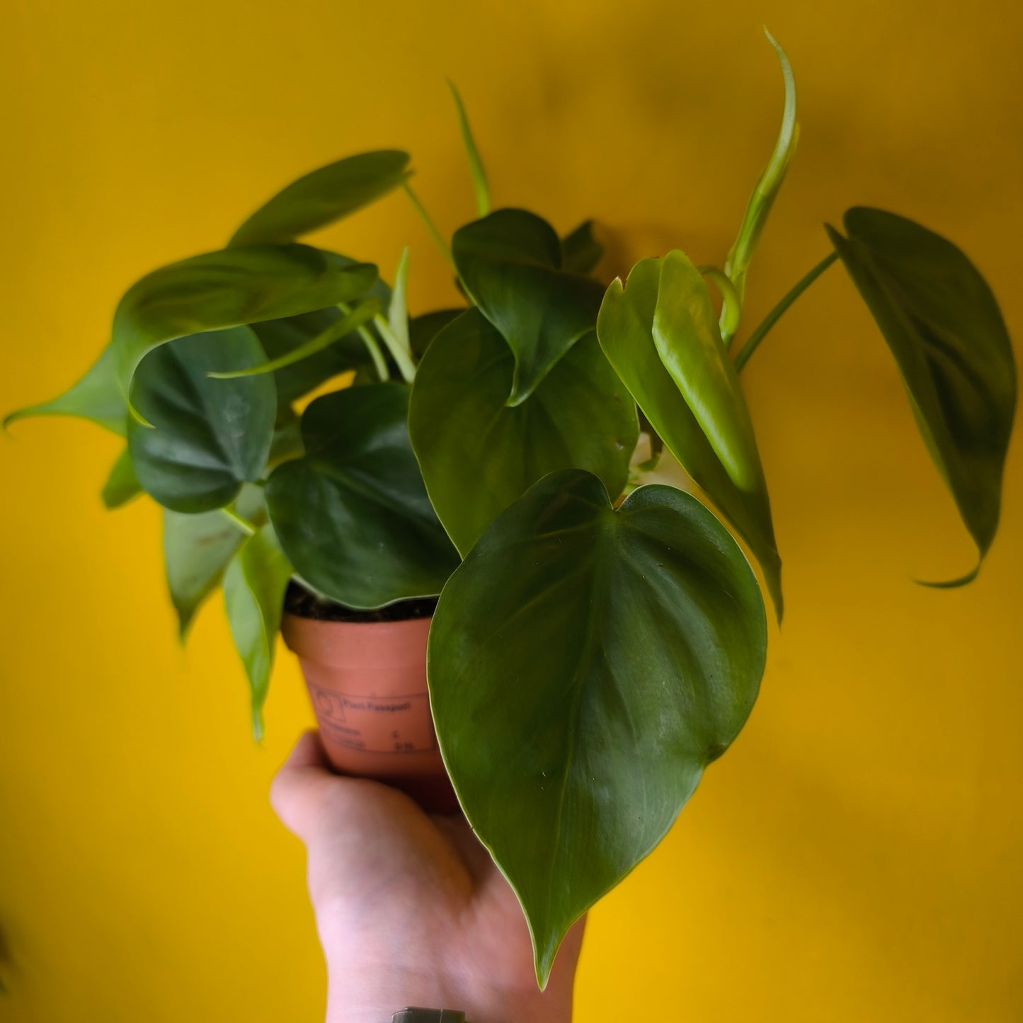 Philodendron Heartleaf - Small