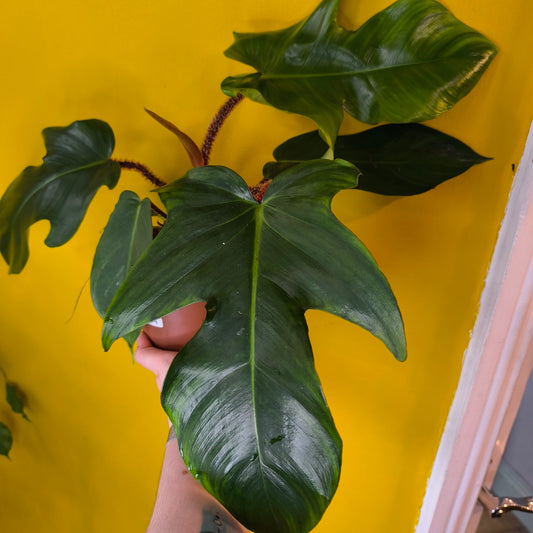 Philodendron `Red Bristle` - Medium