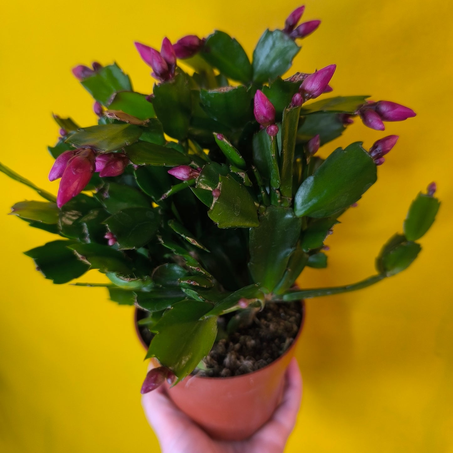 Christmas Cactus - Medium