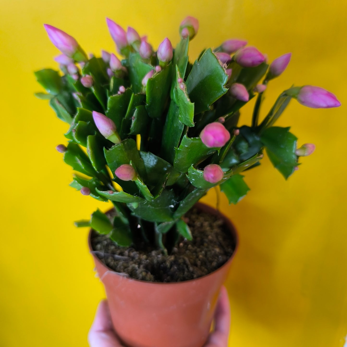 Christmas Cactus - Medium