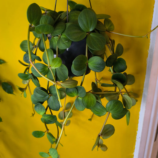 Peperomia Hope Plant