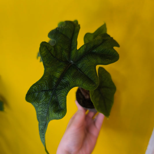 Alocasia Babies Mix - Mini