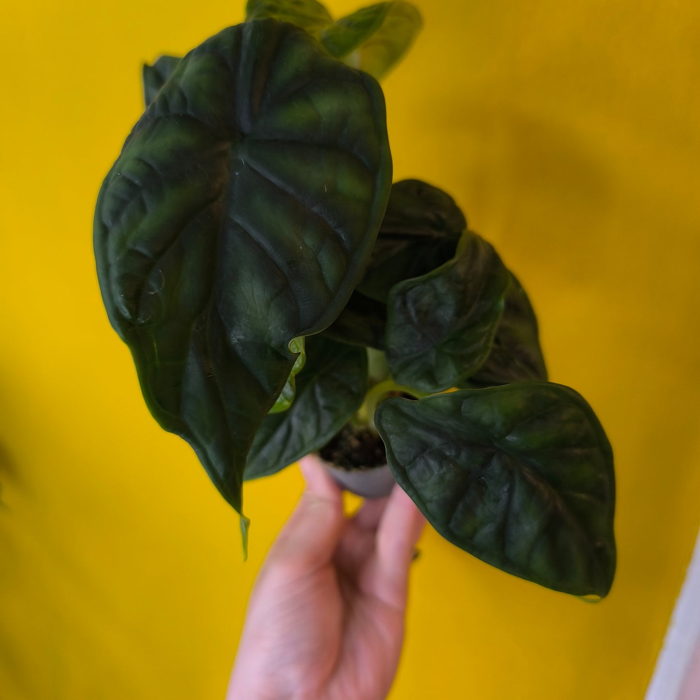 Alocasia Babies Mix - Mini