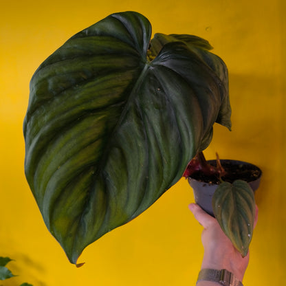 Philodendron colombia - Medium