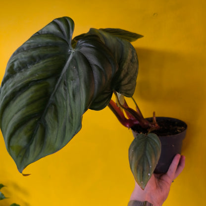 Philodendron colombia - Medium