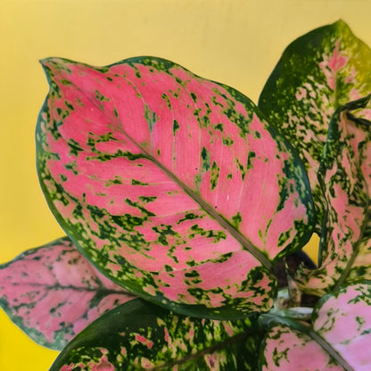 Chinese Evergreen 'Crimson Love' - Medium