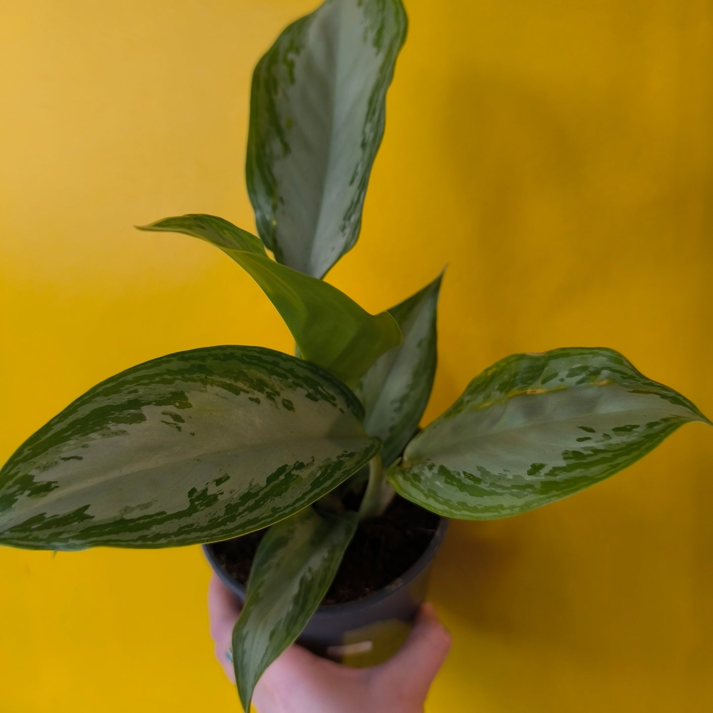 Chinese Evergreen Mix