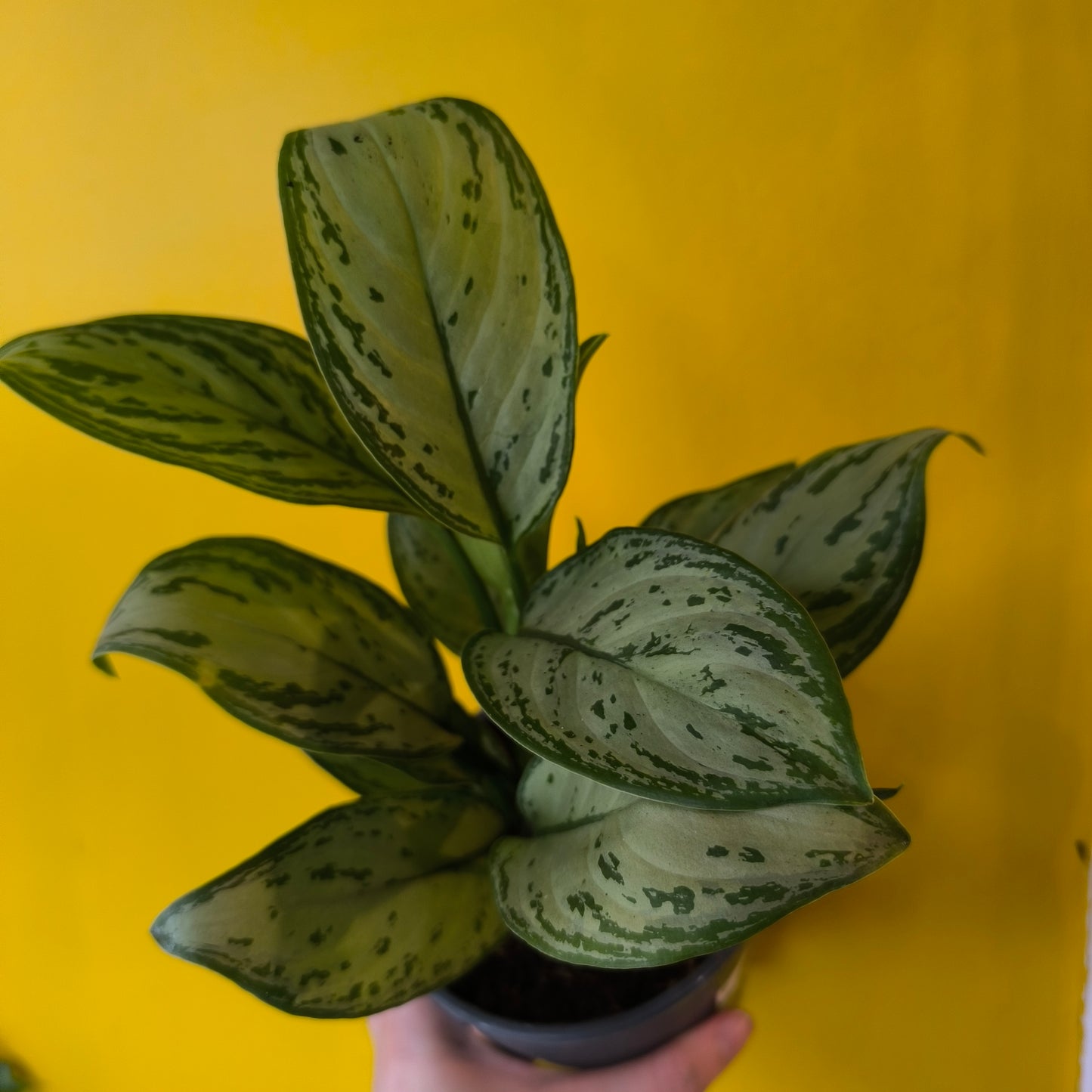 Chinese Evergreen Mix