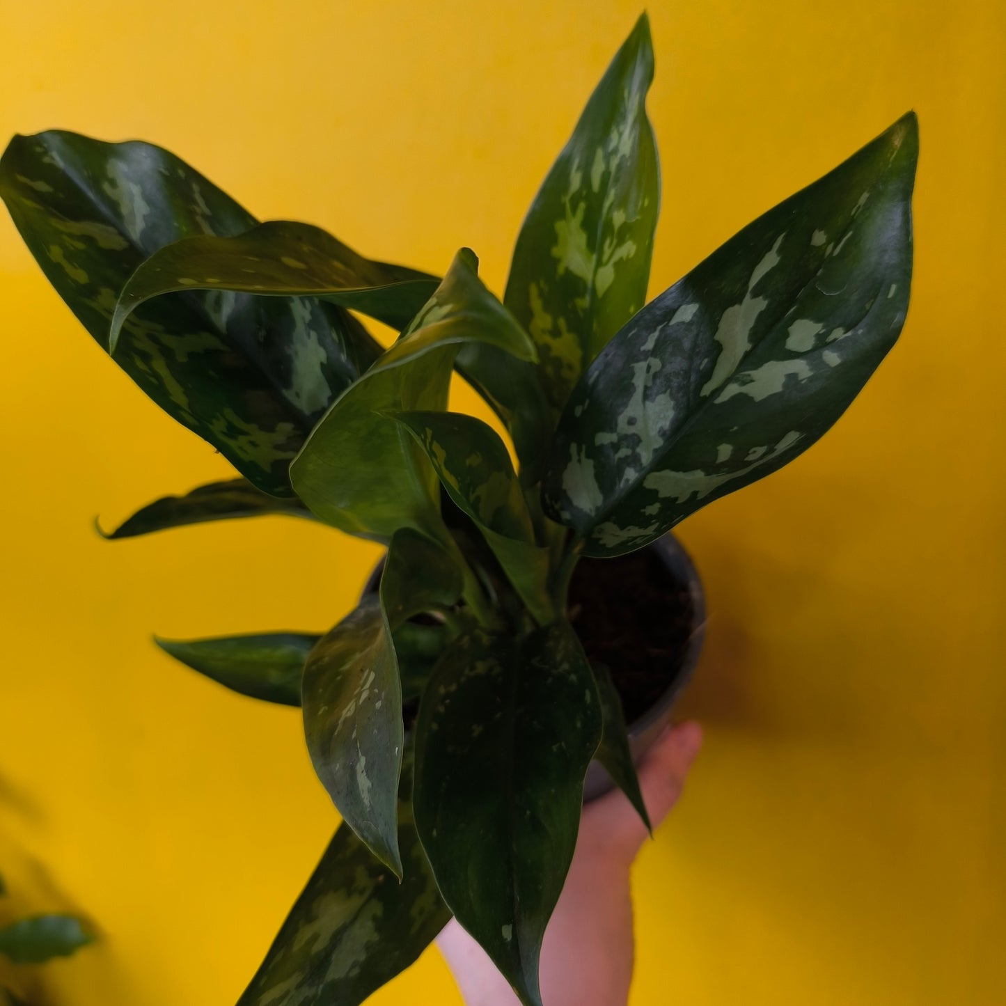 Chinese Evergreen Mix