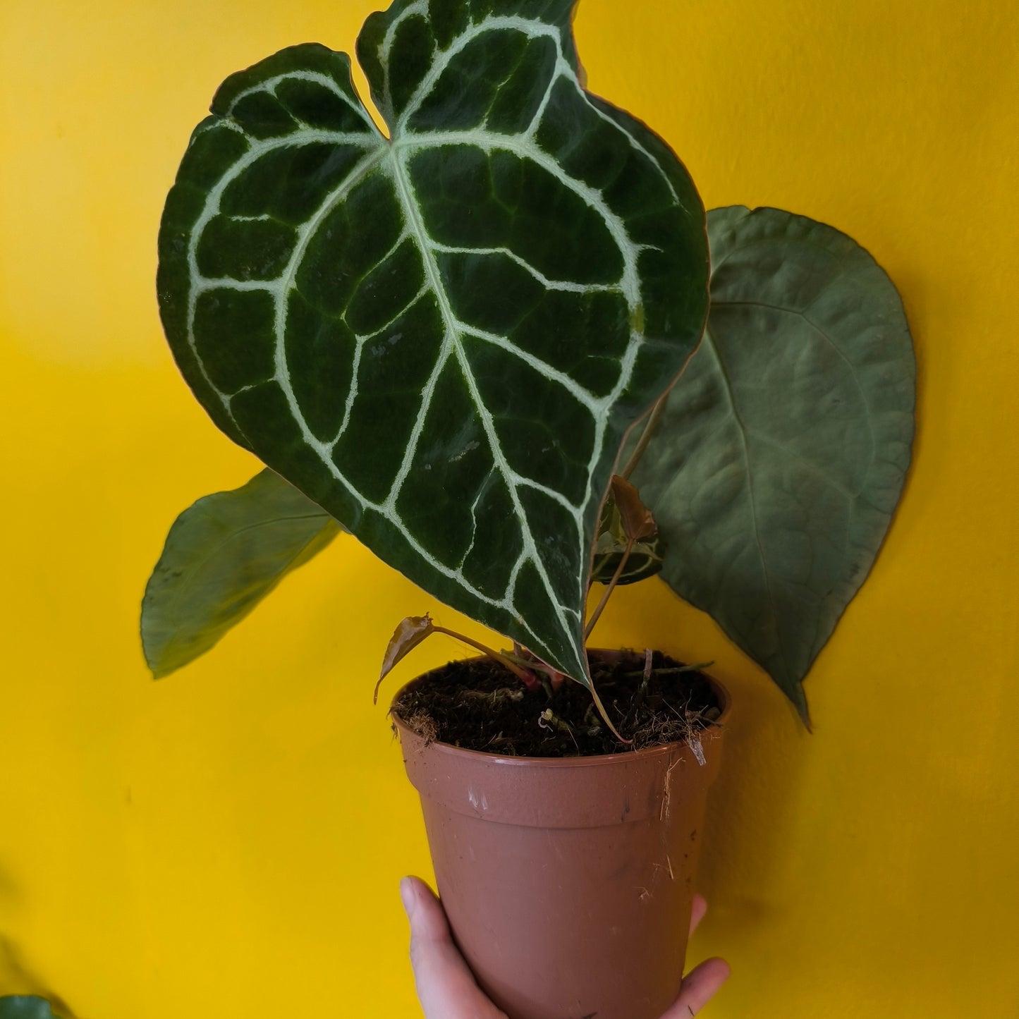 Anthurium Crystallinum